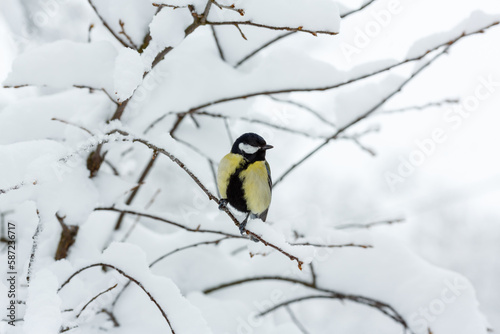  The great tit or big tit, ( lat. Parus major )on a snow-covered branch on the background of a winter landscape