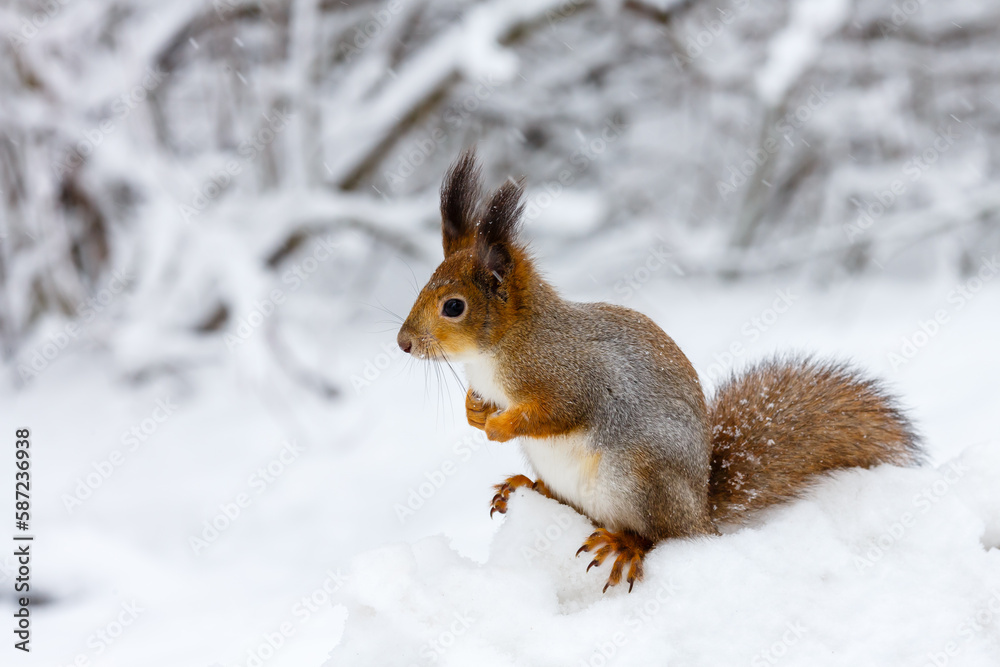 The common squirrel , or veksha ( lat. Sciurus vulgaris , “common squirrel” in winter time The common squirrel , or veksha ( lat. Sciurus vulgaris , “common squirrel” in winter time