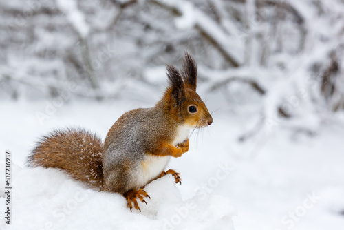  The common squirrel , or veksha ( lat. Sciurus vulgaris , “common squirrel” in winter time © Flower_Garden