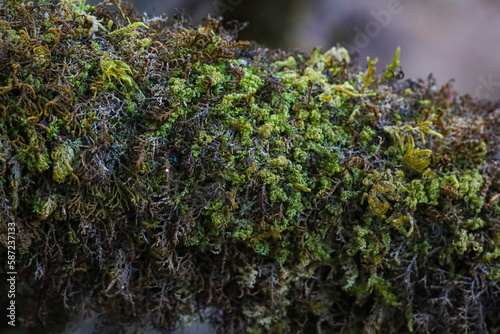 Close up photos of moss grown on a tree branch as abstract background