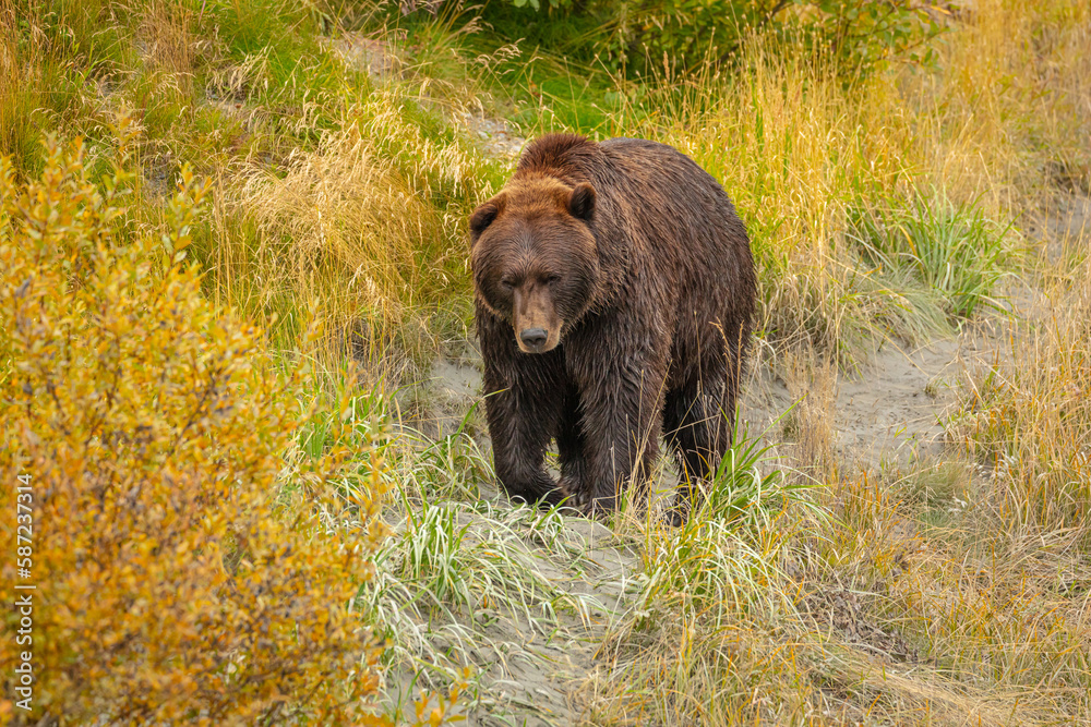 Brown bear (Ursus arctos) walking in tall grass on bank of little stream
