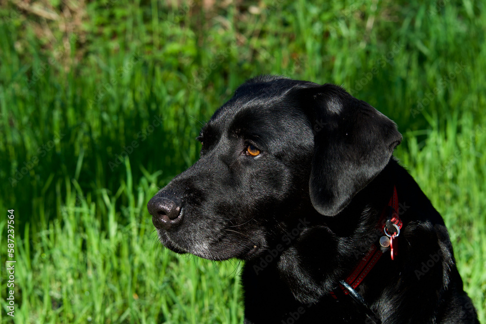 Beautiful side view of a black labrador retriever head with shiny hair looking away into nature with a background of green herbs.