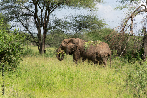 Closeup shot of an African bush elephant in Serengeti  Tanzania