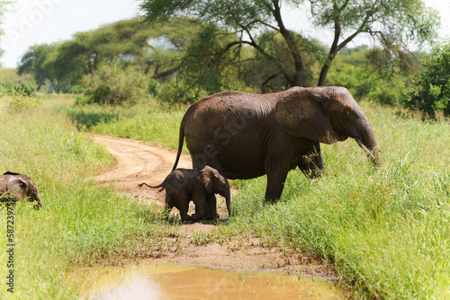 African baby elephant following its mother in Serengeti safari in Tanzania