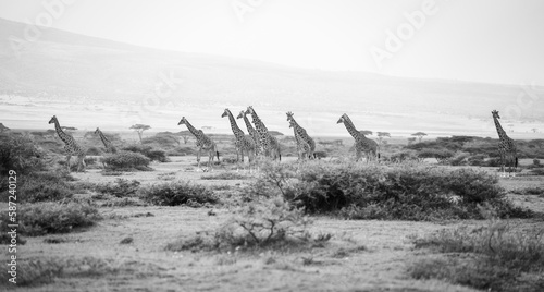 Photography Panorama view of northern giraffes in Serengeti, Tanzania