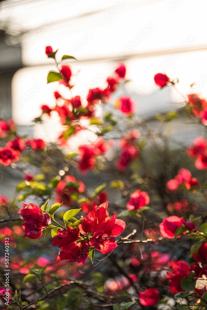 Selective focus of a red bougainvillea flower in a city garden, with a bright wall in the background