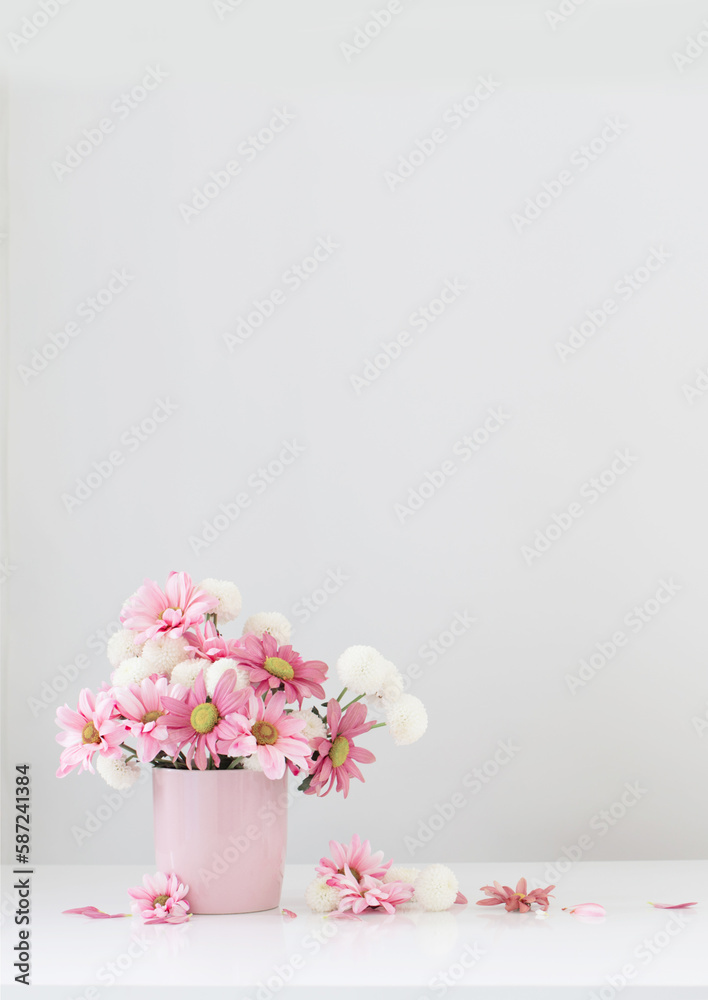 white and pink chrysanthemums in pink vase on white background white and pink chrysanthemums in pink vase on white background