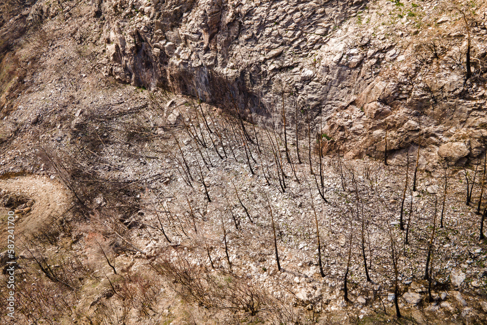 Burned forest after fire. Black dead trees standing up, Aerial shot Burned forest after fire. Black dead trees standing up, Aerial shot