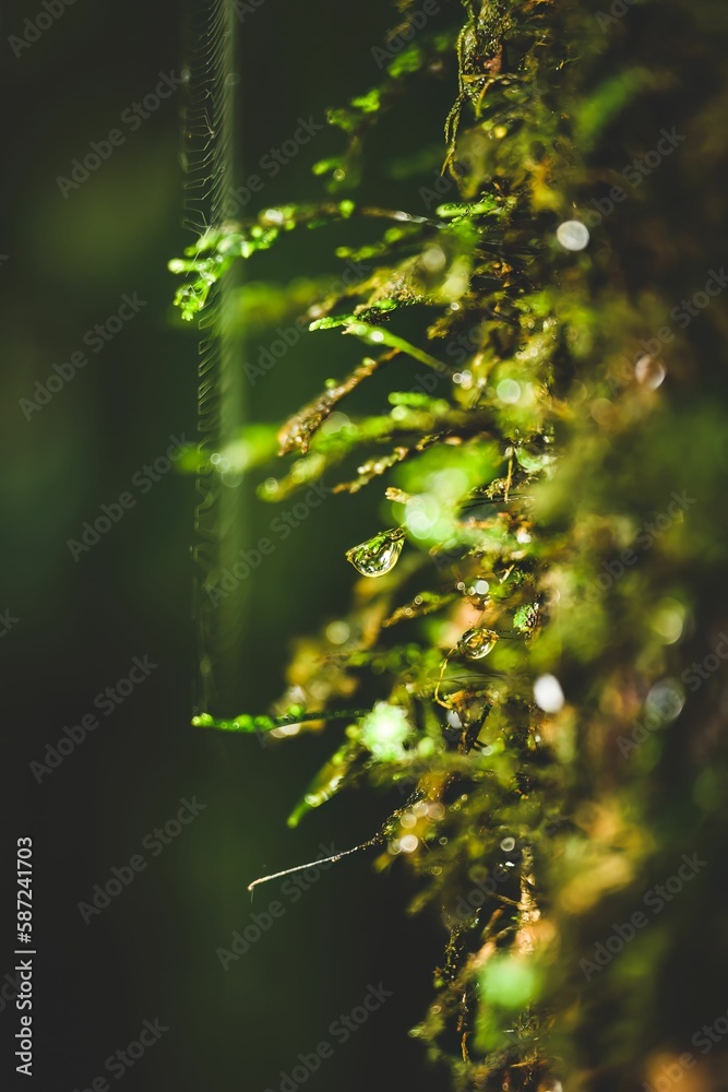 Selective focus shot of water drops on a tree trunk in a tropical forest near Lismore, Australia Selective focus shot of water drops on a tree trunk in a tropical forest near Lismore, Australia