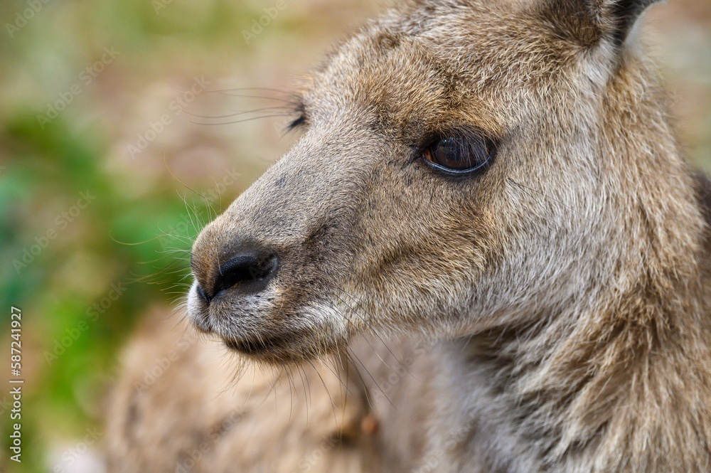Fototapeta premium Kangaroo Close Up at Marsupial Park