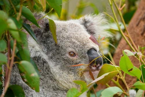 Fototapeta Naklejka Na Ścianę i Meble -  Koala Peering from Tree