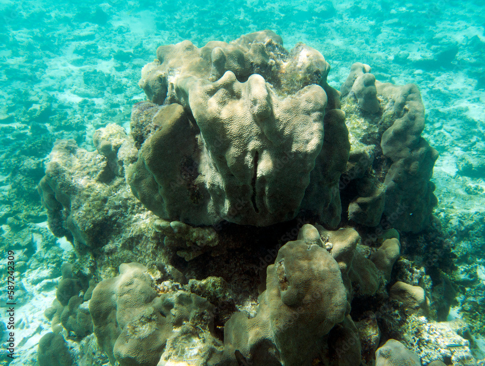 A photo of corals