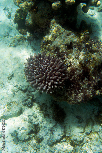 Wallpaper Mural A photo of corals Torontodigital.ca