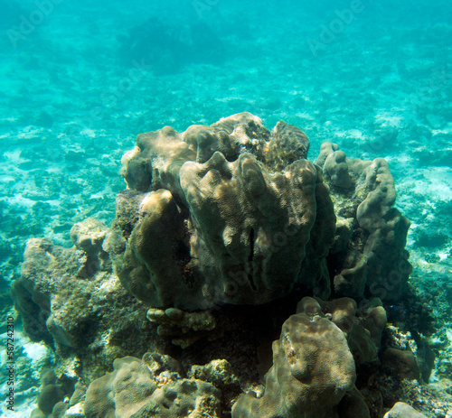 A photo of corals