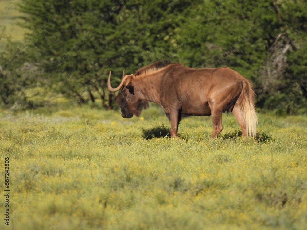 National Parks across South Africa National Parks across South Africa