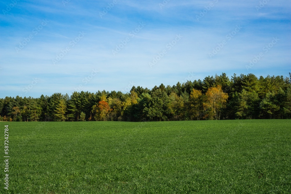Beautiful view of a green field with dense trees behind