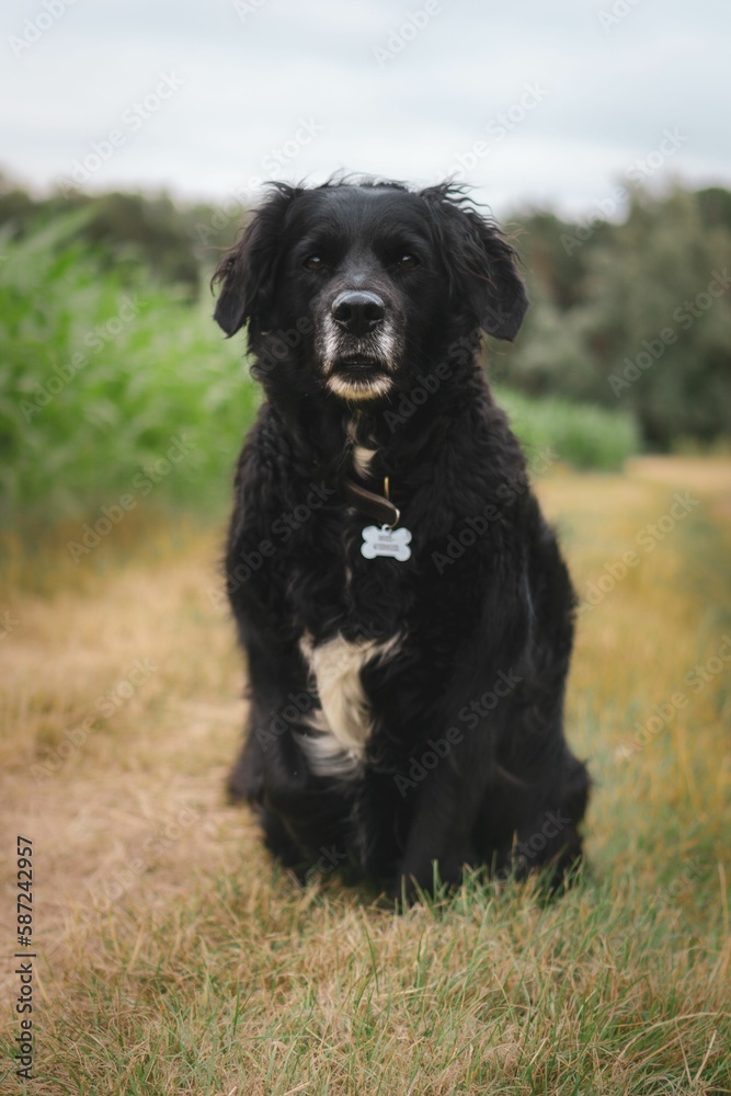 Fototapeta premium Black Australian Shepherd sitting on the grass