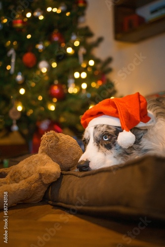 Cute dog wearing a Santa Claus hat on Christmas