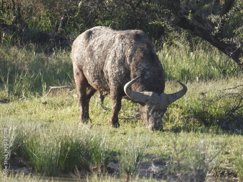 National Parks across South Africa  photo