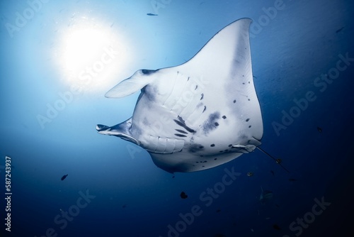 White Reef manta ray swimming in the deep blue water