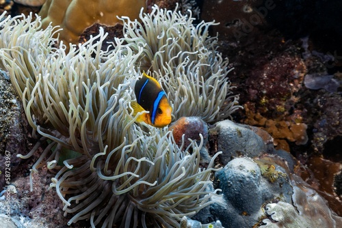Orange-fin anemonefish swimming around white anemones in the sea