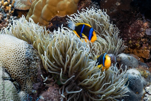 Couple orange-fin anemonefish swimming around white anemones in the sea