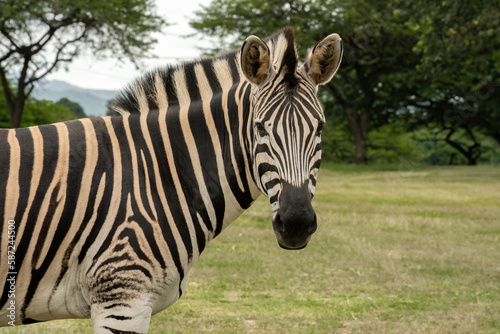 A close-up of a beautiful plains zebra facing the camera.