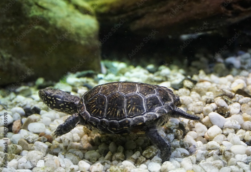 A turtle walking on small white stones under the water A turtle walking on small white stones under the water
