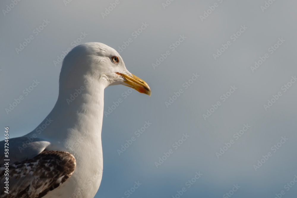 Blue clouds in the background. Close-up photo of seagull.Seagull watching. Seagull portrait. Blue clouds in the background. Close-up photo of seagull.Seagull watching. Seagull portrait.