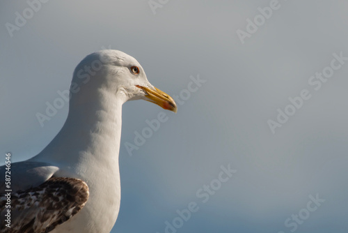 Blue clouds in the background. Close-up photo of seagull.Seagull watching. Seagull portrait.