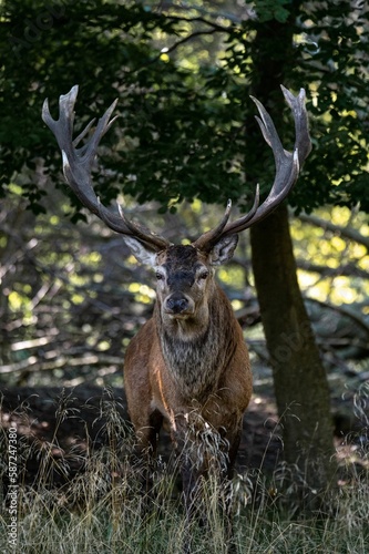 Vertical shot of a beautiful brown deer with long antlers on a park clearing
