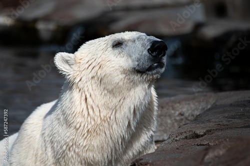Closeup shot of a beautiful wet white polar bear in a zoo