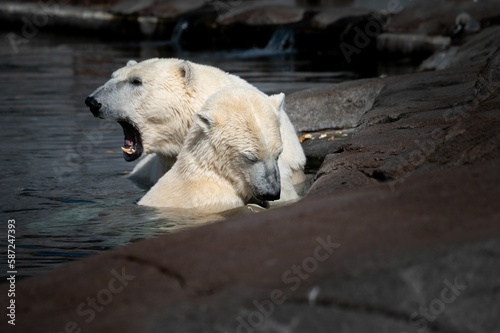 Tablou pe pânză Beautiful wet growling white polar bear near another polar bear in a zoo