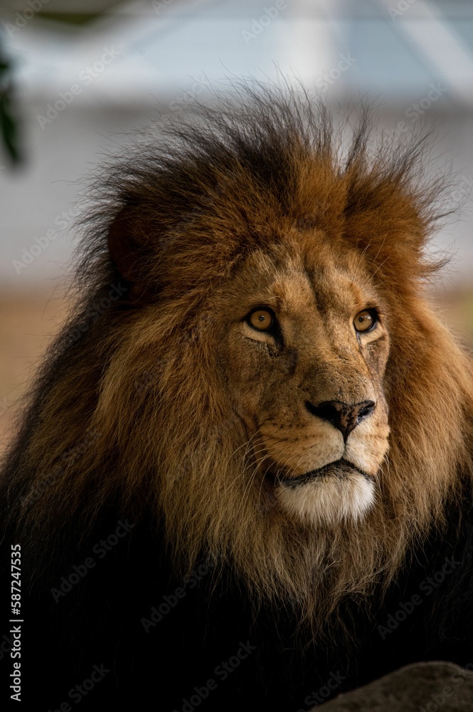 Vertical shot of an adult male lion in a field against a blurred background