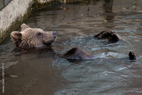 Fototapet Closeup shot of a brown bear swimming in a pool