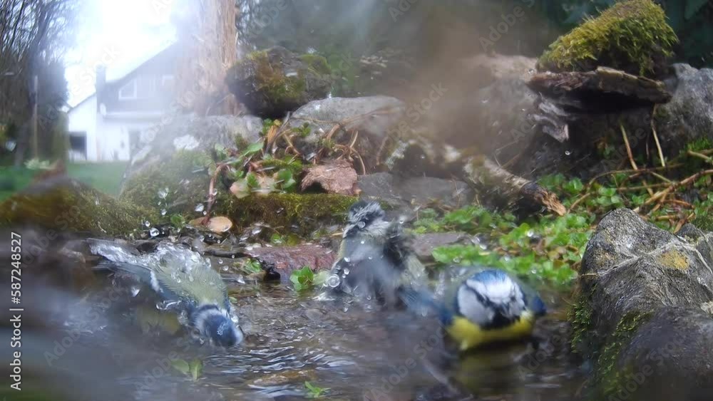 Blaumeisen baden Blaumeisen baden