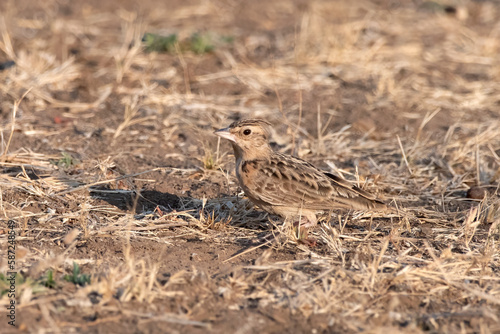 Sykes's lark or Galerida deva observed in Greater Rann of Kutch in Gujarat India photo