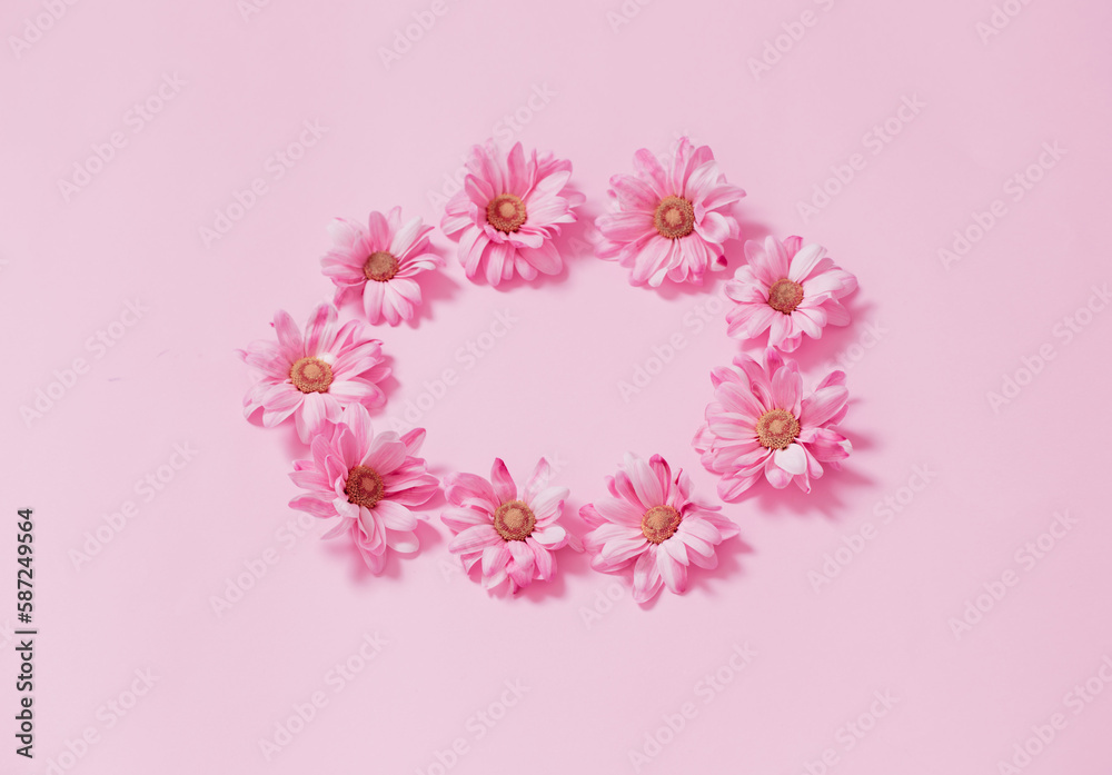 pink chrysanthemums on pink background  background