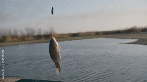 fish crucian hanging on a hook on the background of the river photo