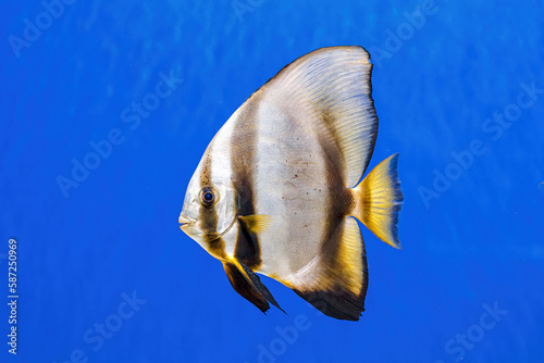 Underwater shot of fish Platax orbicularis photo