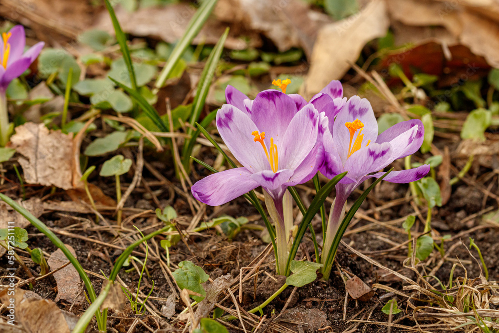 Purple beautiful blooming crocuses in spring against the background of grass Purple beautiful blooming crocuses in spring against the background of grass