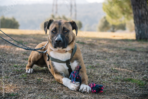 Cute Boxador dog with toy in park photo