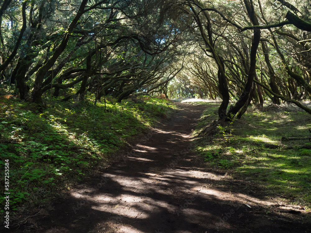 Narrow footpath through laurisilva forest with twisted branches of mossy laurel and Erica arborea trees in sunlight. Garajonay National Park, Raso de La Bruma La Gomera. Canary Islands. Spain. Narrow footpath through laurisilva forest with twisted branches of mossy laurel and Erica arborea trees in sunlight. Garajonay National Park, Raso de La Bruma La Gomera. Canary Islands. Spain.