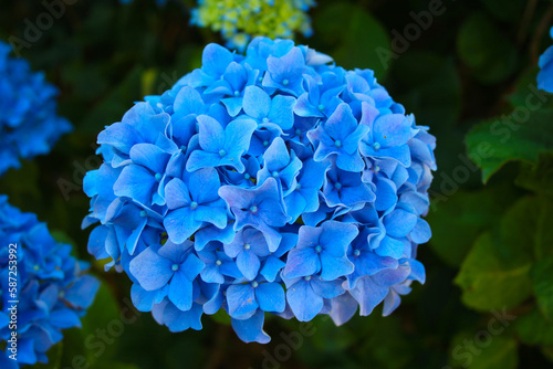 Wallpaper Mural Blaue Hortensien Blüte Torontodigital.ca