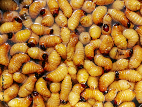 Sago Worm is a delicious menu , Food calture in Thailand .