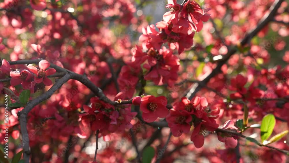cherry tree blossom in spring cherry tree blossom in spring
