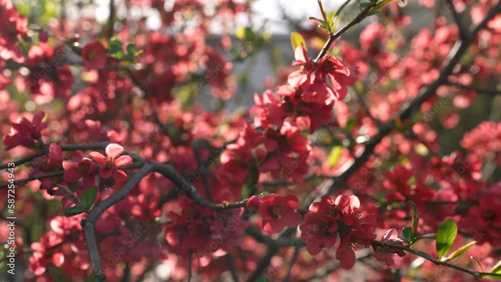 cherry trees blooming season during spring cherry trees blooming season during spring