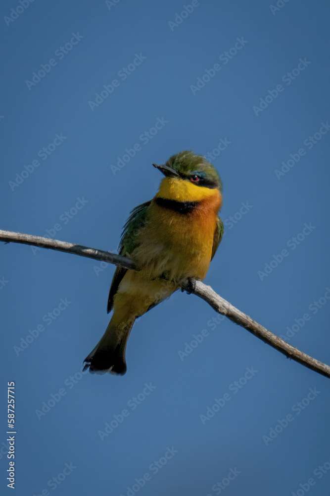 Fototapeta premium Little bee-eater on branch in blue sky