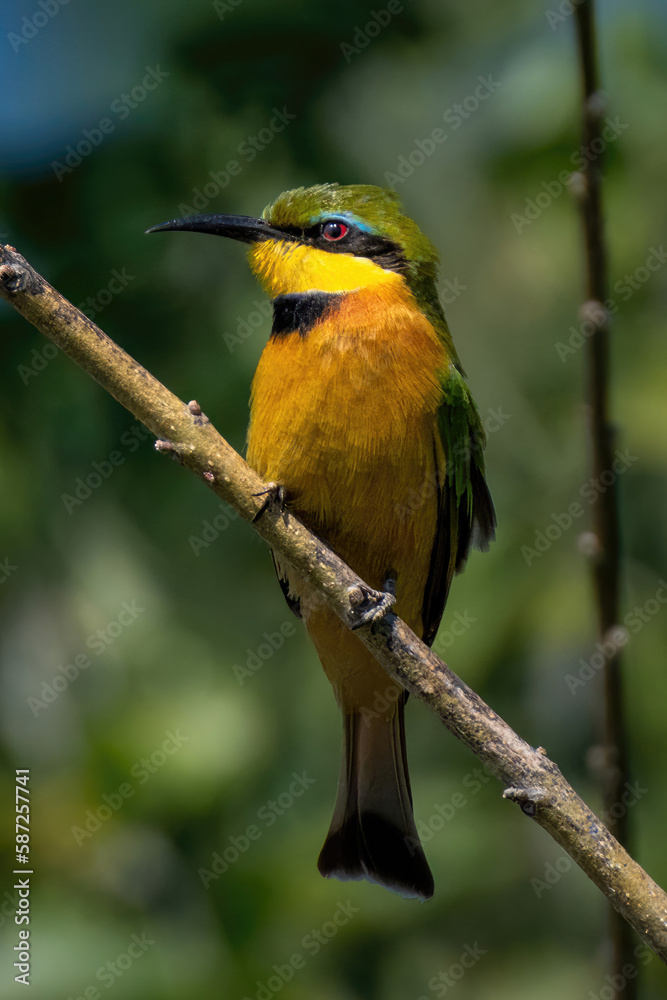 Little bee-eater on branch turns head left Little bee-eater on branch turns head left