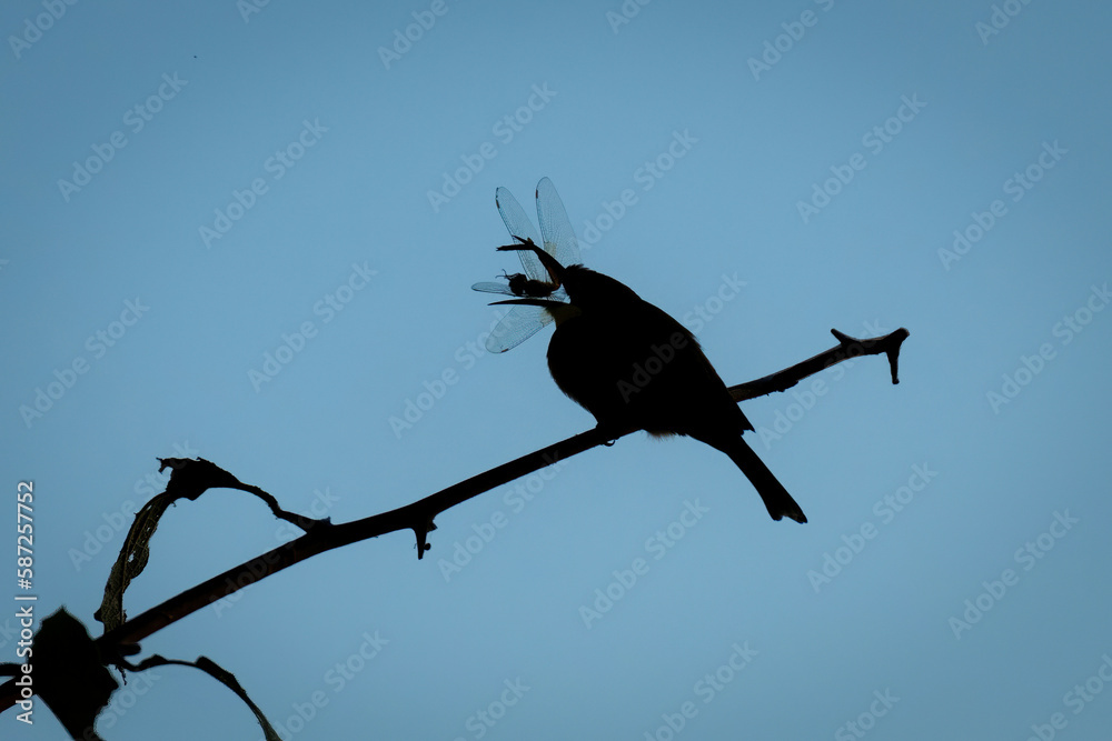 Obraz premium Little bee-eater eats dragonfly silhouetted against sky